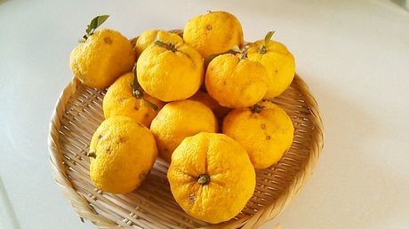 citrus_junos.jpg