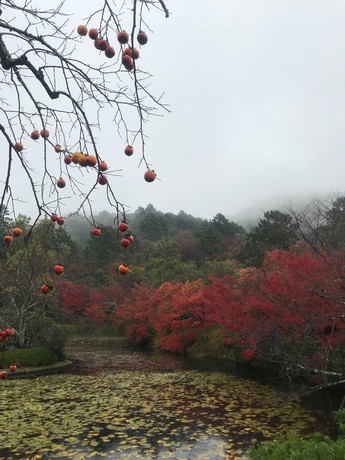 kyoto2017_01.jpg